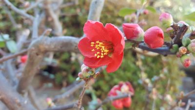 ぼけ 木瓜 が咲き始めました 17年2月3日 高野台敬老館ブログ